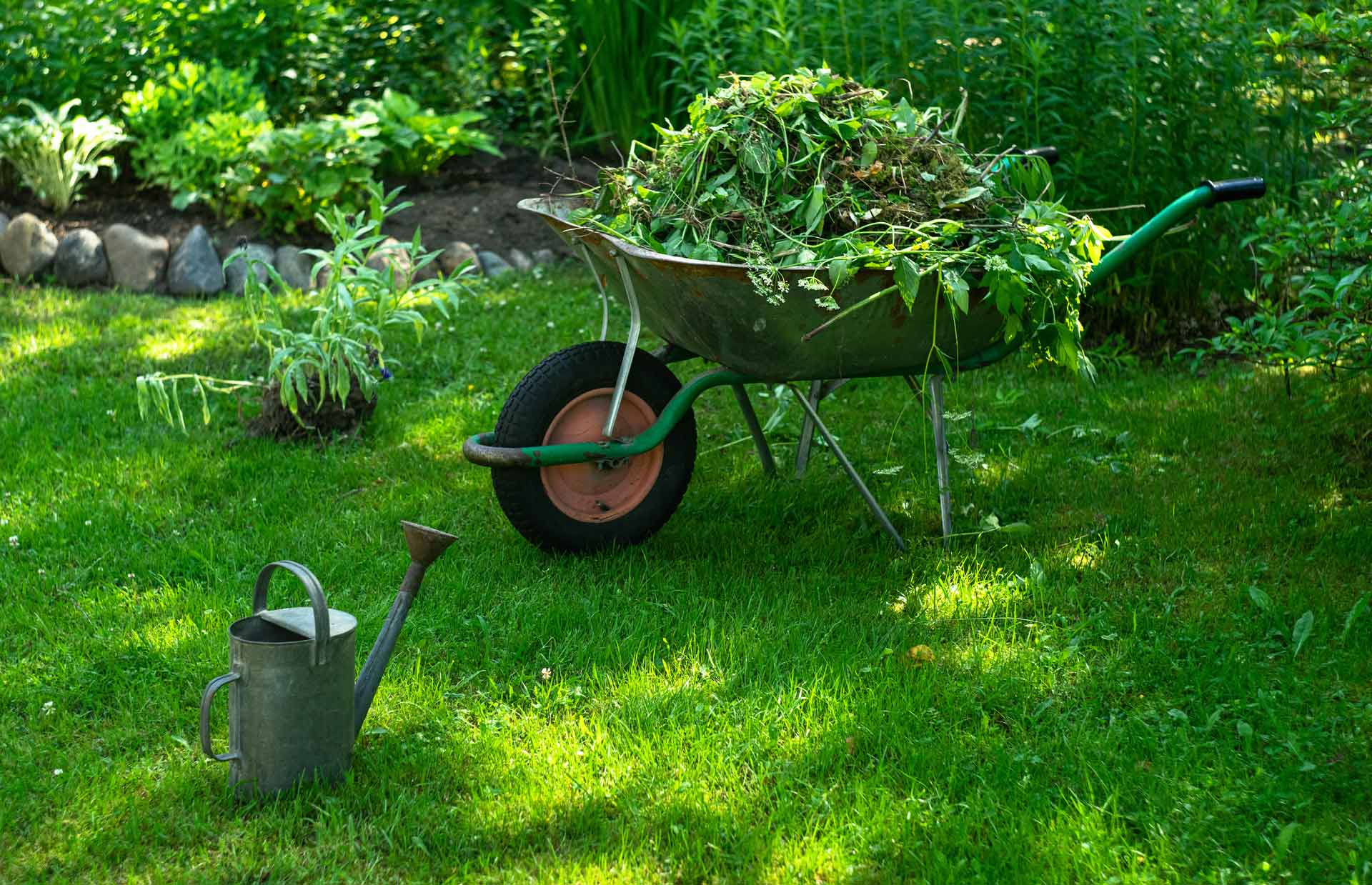 Wheelbarrow full of freshly pulled weeds